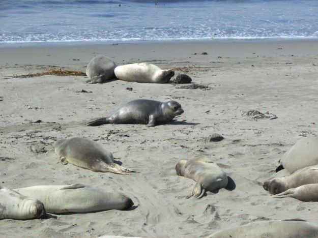 These are Elephant Seals. I was not allowed to play with them.
