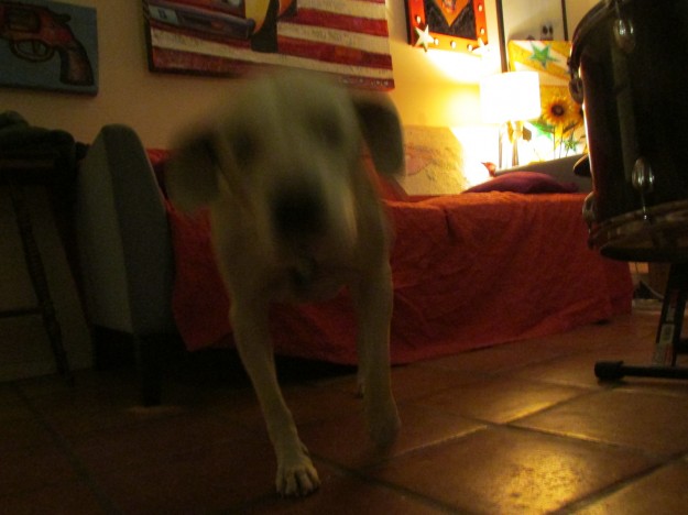 My new friend Cherry, she likes to share her food and toys. She kind of looks like a ghost here. Victoria says she's not a ghost but that the picture is "blurry" because Cherry moves so fast.