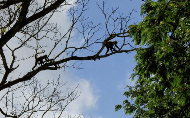 Monkeys in the trees above our campsite.  They aren't that into playing but they sure liked checking us out!
